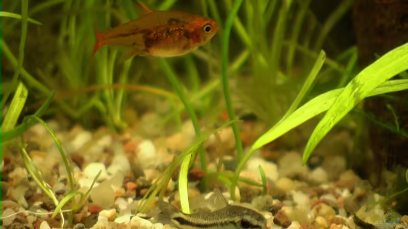 Aquarien mit Hyphessobrycon amandae (Feuertetra)