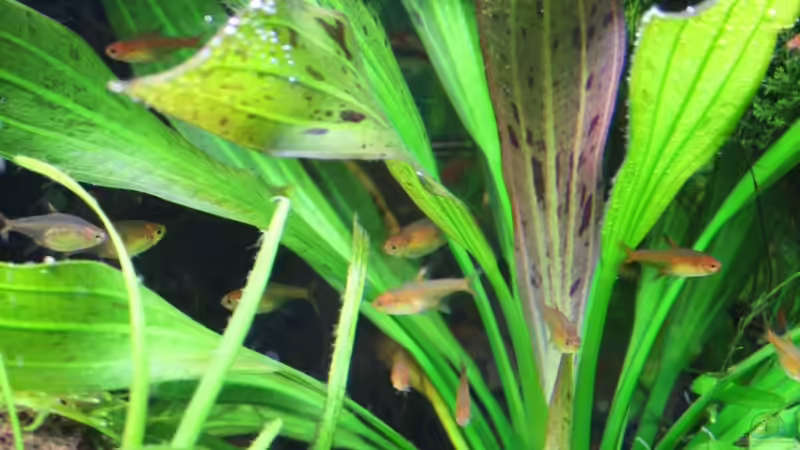 Funkensalmler von Apistofan (38)