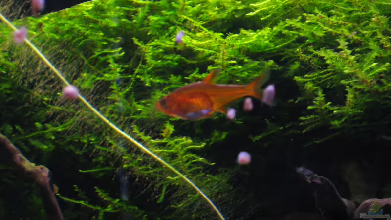 Funkensalmler von Jemafa (51)