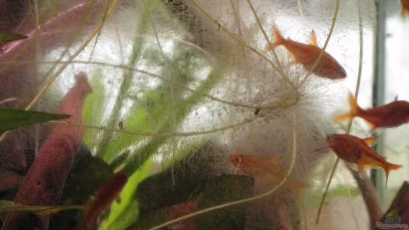 Funkensalmler von Jemafa (52)