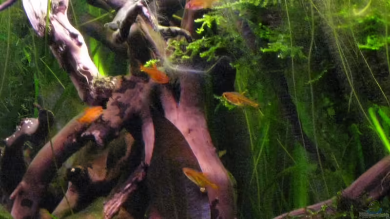 Funkensalmler von Jemafa (53)