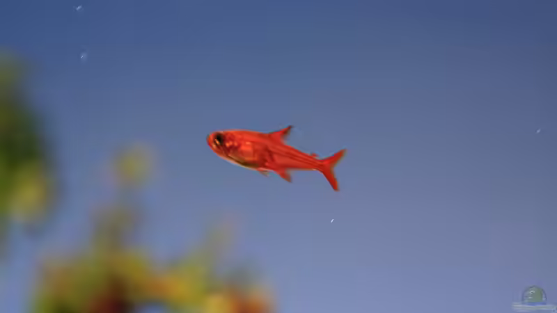 Funkensalmler von LouFe (18)