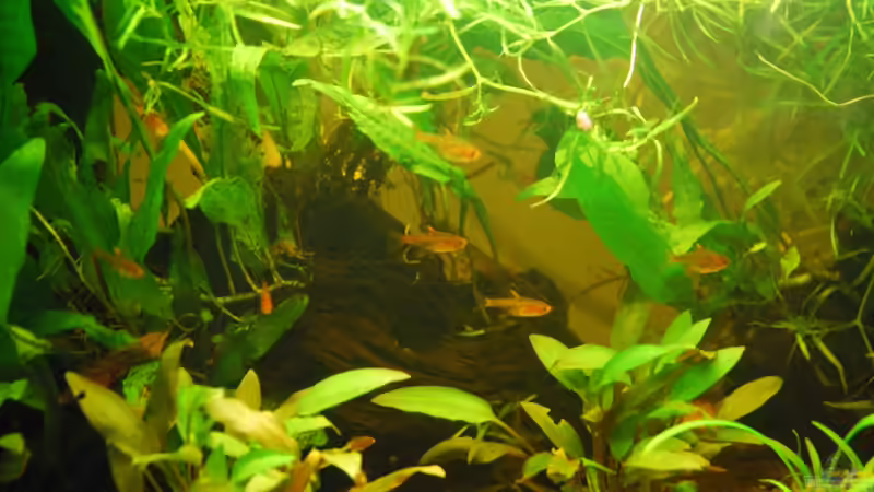 Funkensalmler von Peter Meyer (6)