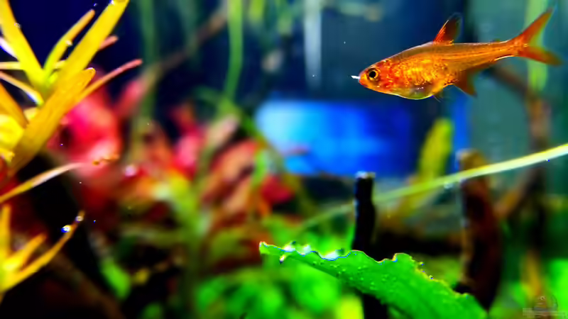 Funkensalmler von Sarah_Schneider (27)