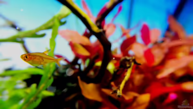 Funkensalmler von Sarah_Schneider (30)