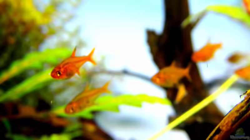 Funkensalmler von Sarah_Schneider (31)