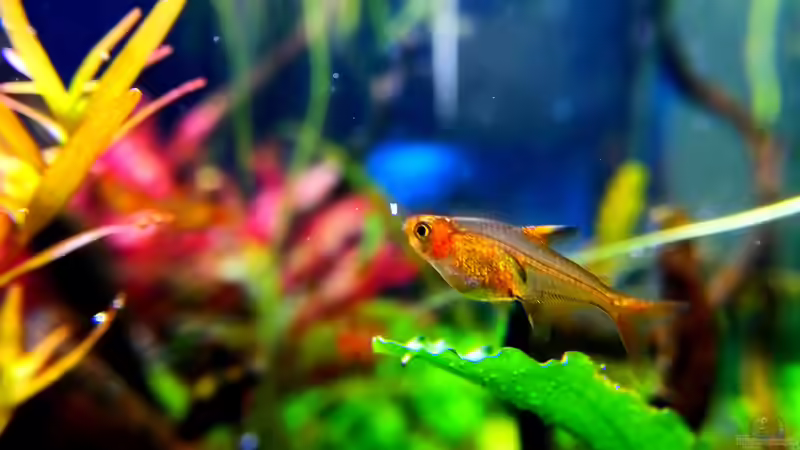 Funkensalmler von Sarah_Schneider (32)