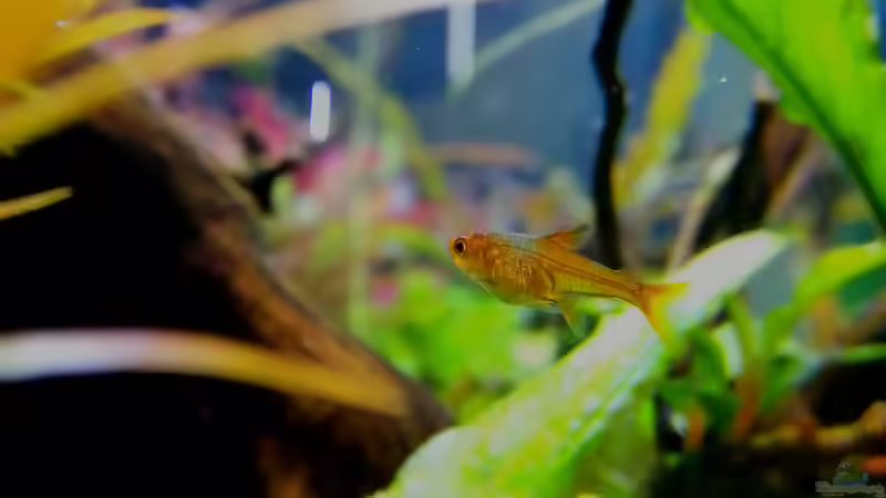 Funkensalmler von Sarah_Schneider (34)