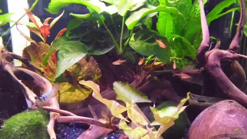 Funkensalmler von shiru_k10 (48)