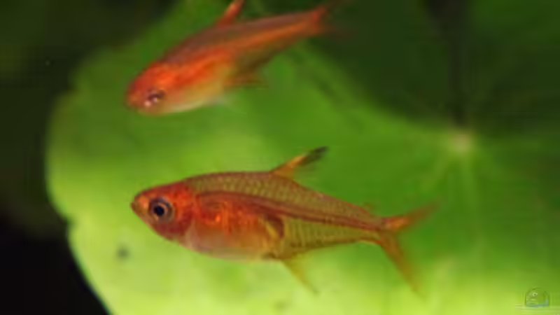 Aquarien mit Hyphessobrycon amandae (Feuertetra)