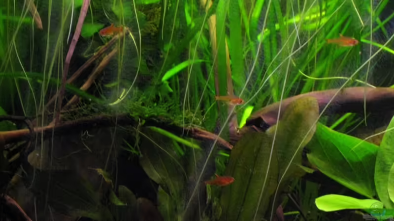 Aquarien mit Hyphessobrycon amandae (Feuertetra)