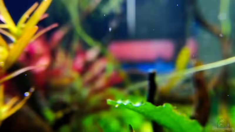 Aquarien mit Hyphessobrycon amandae (Feuertetra)