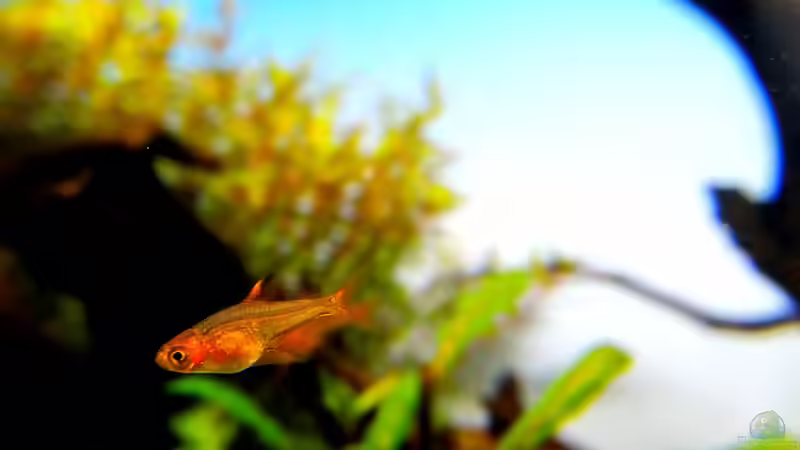 Aquarien mit Hyphessobrycon amandae (Feuertetra)
