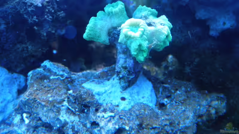 Furcata direkt nach dem Einsetzen von Seewasserpanscher (39)