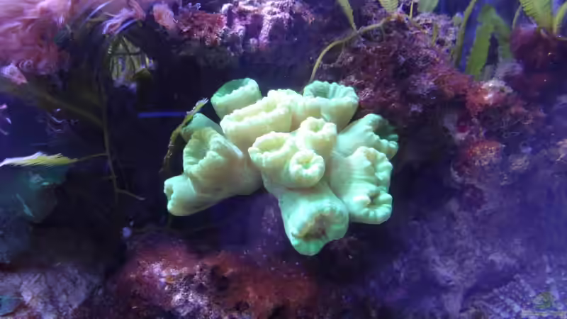 Furcata von Seewasserpanscher (40)