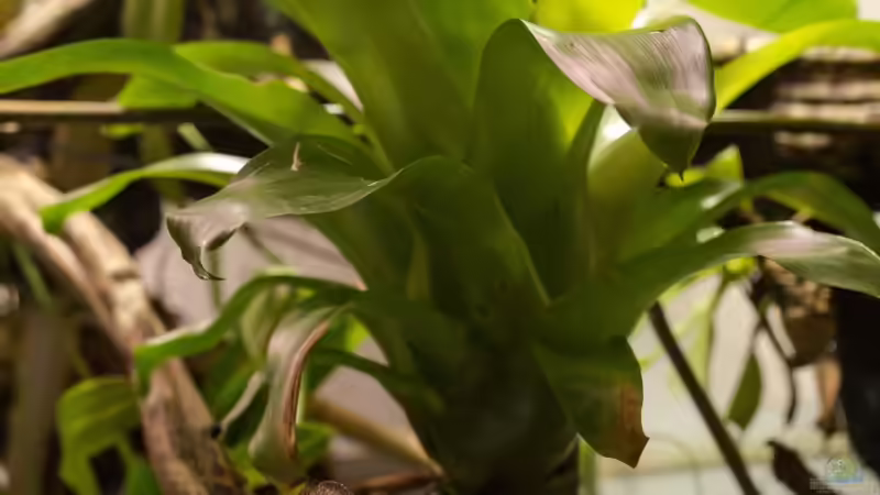 Furcifer pardalis auf der Jagd von fischgarage (20)