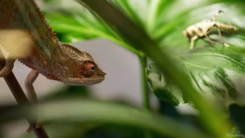 Furcifer pardalis von fischgarage (21)