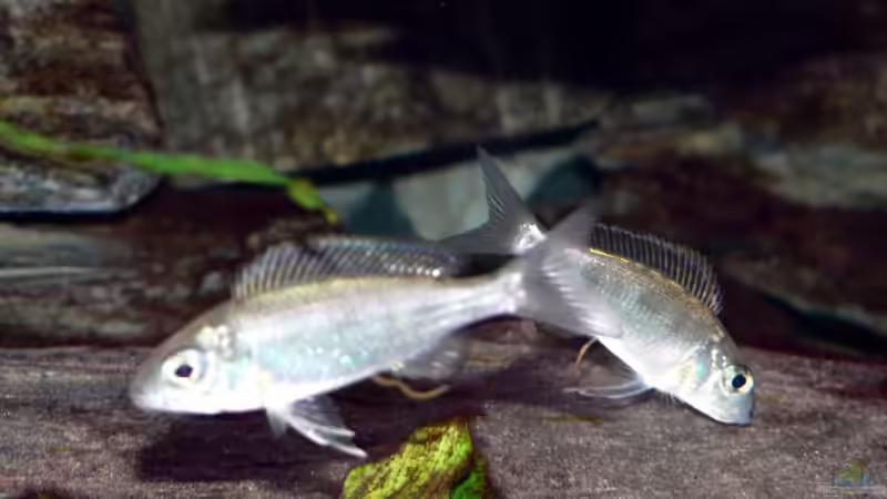 Furcifer von Baeltes (12)