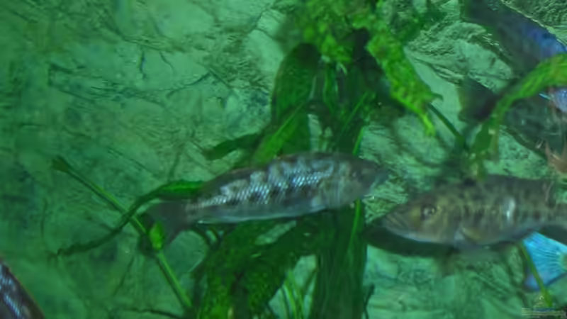 Fusco Bock....Tyrannos...Rostratus Bock von Toelz (23)