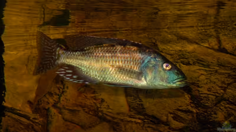 Fusco Bock von mr.boomBASCHTIc (15)