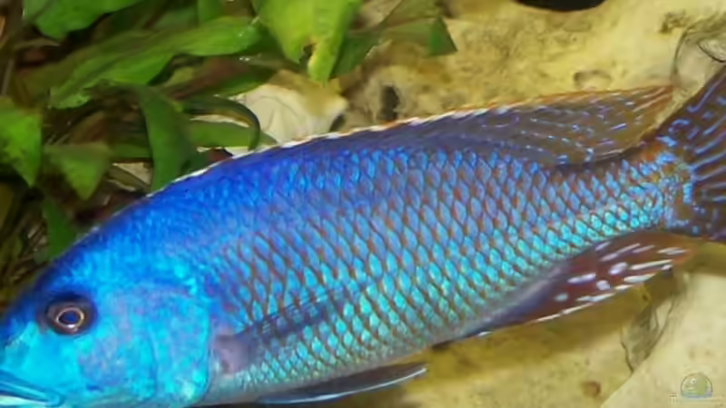 Fusco mit ca. 18cm von Kay Bumann (14)