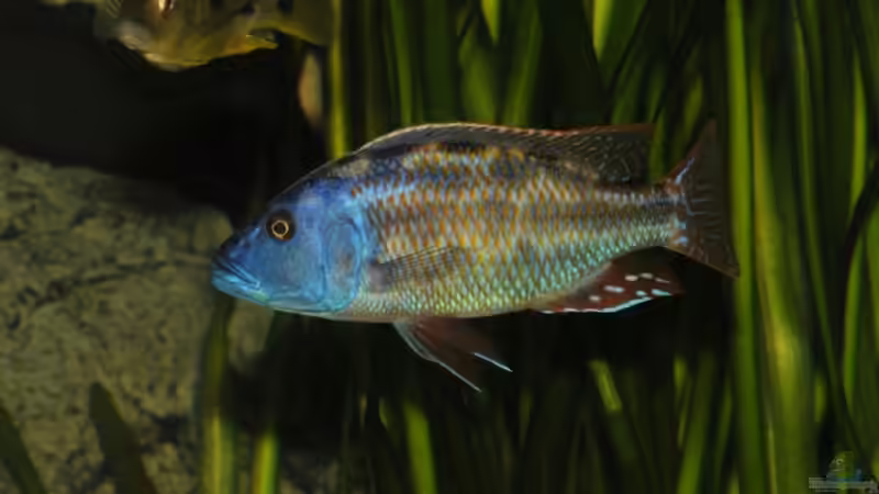 Fuscobock Bild Lars Schnabel von Crenii (55)