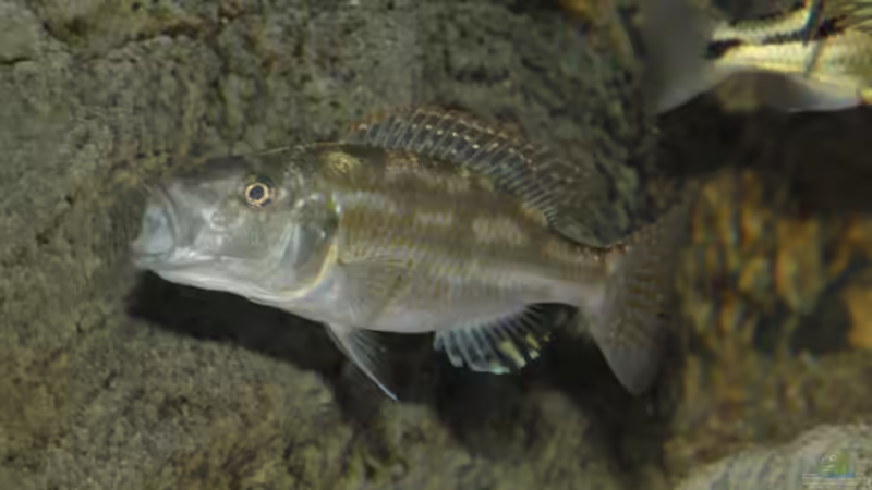 Fuscobweib Bild Lars Schnabel von Crenii (53)