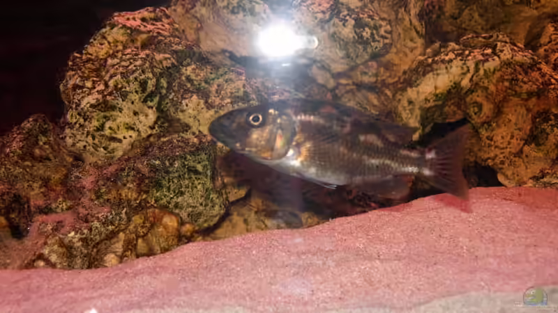 Fuscotaeniatus Weible von mr.boomBASCHTIc (8)