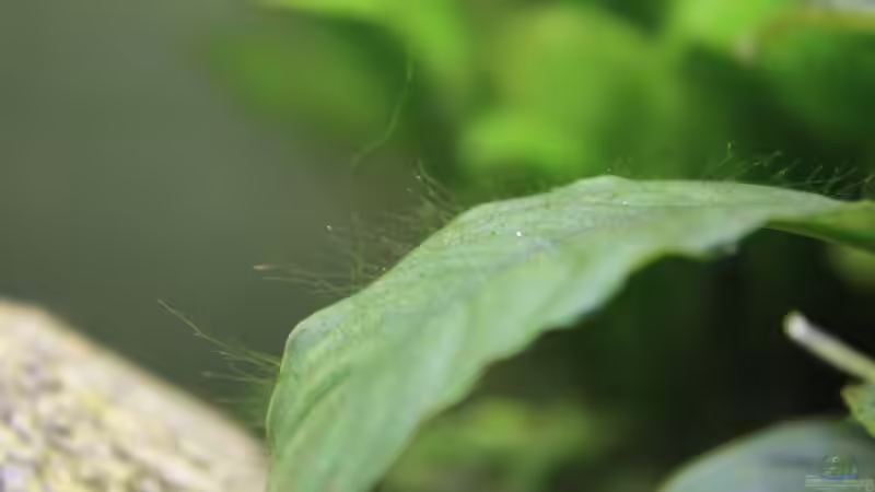 Fussel- und/oder Fadenalgen auf coffefolia von Pfennigkraut (6)