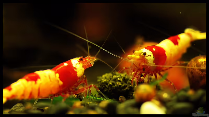 Futter für die kleinen Krabbler/Zwerggarnelen richtig füttern !