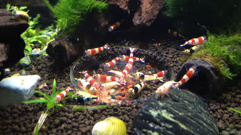 Futter gibt es in der Schale von Thainrinn (5)