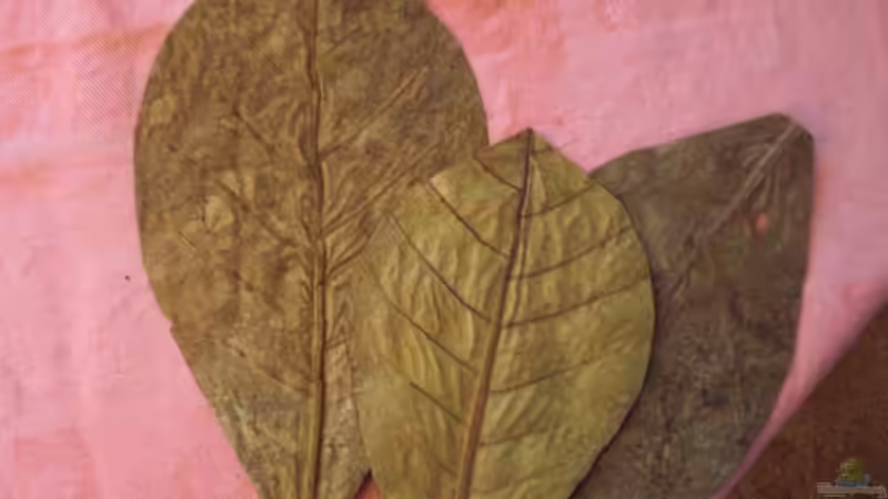 Futter Seemandelblätter von Malawi TOM (35)