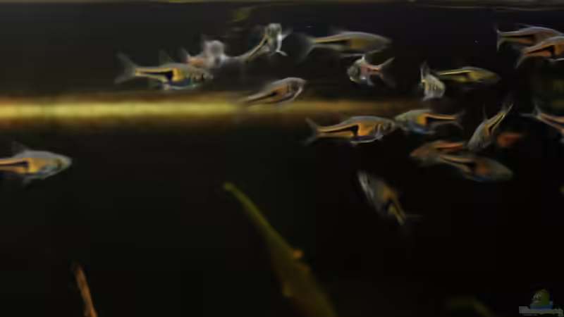 Futter! von Annika (57)