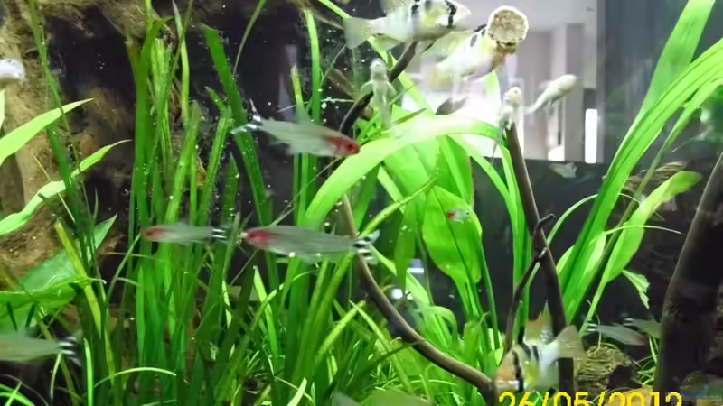 FutterChips werden sehr gut angenommen von Günther Kröger (56)