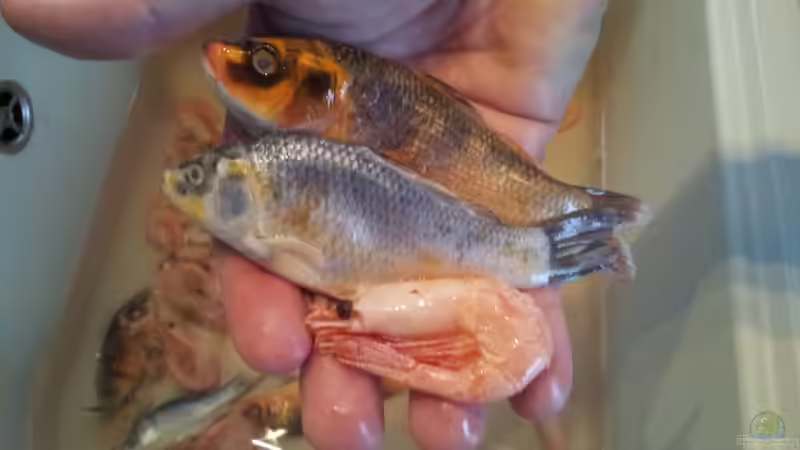 Futterfische und Garnelen im Größenvergleich von stomar6 (48)