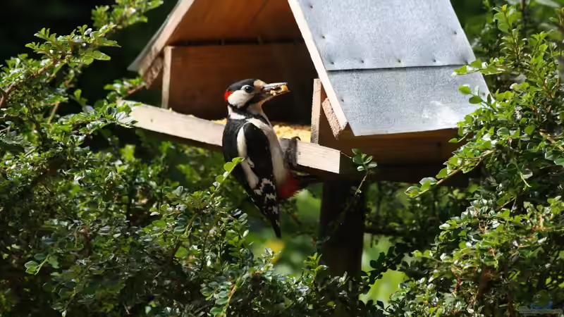 Futterhäuschen für Vögel im Garten - Arten, Materialien, Standort und richtige Vogelfütterung im Jahresverlauf