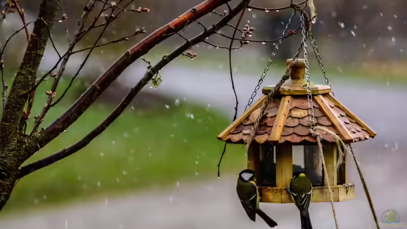 Futterhäuschen für Vögel im Garten - Arten, Materialien, Standort und richtige Vogelfütterung im Jahresverlauf