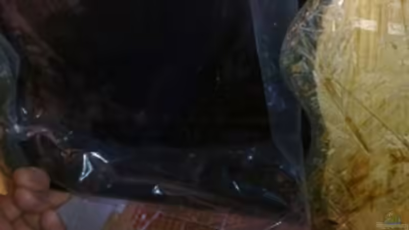 Futterklappe von aussen von Betta Chris (27)