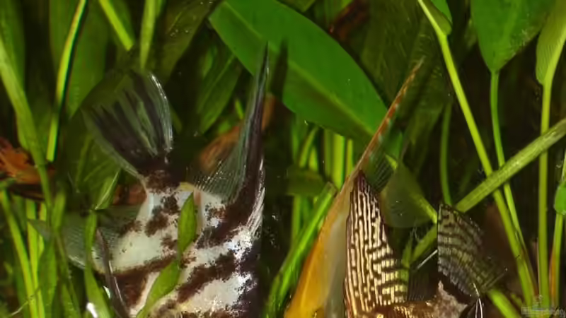 Futterneid.... von Susanne Gillig (4)