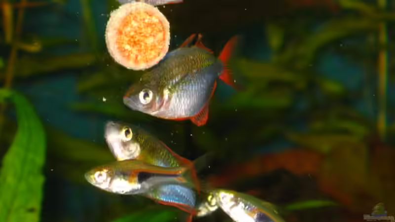 Futterpause 2 von Uwe Trauernicht (13)