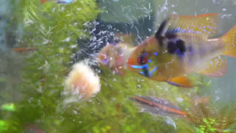 Futterplan für ein Gesellschaftsaquarium - Wie du alle Bewohner gesund und zufrieden hältst