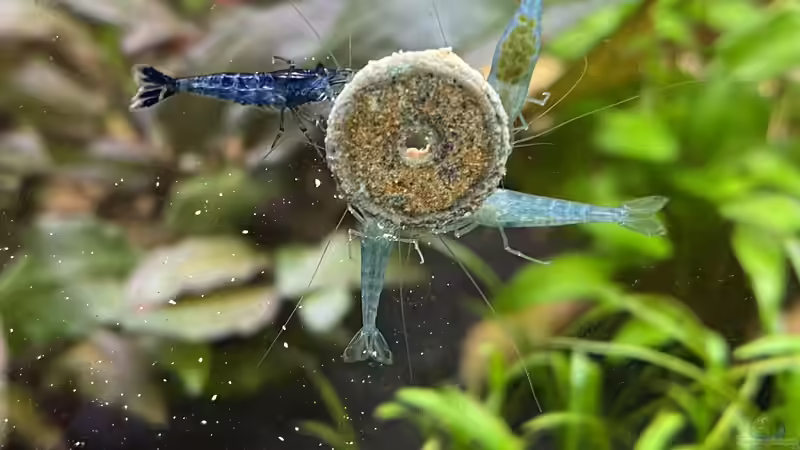 Futterplan für ein Gesellschaftsaquarium - Wie du alle Bewohner gesund und zufrieden hältst