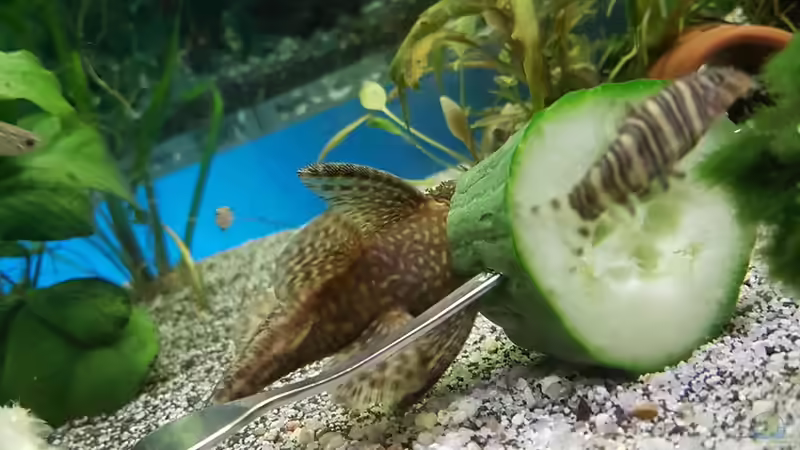 Futterplan für ein Gesellschaftsaquarium - Wie du alle Bewohner gesund und zufrieden hältst