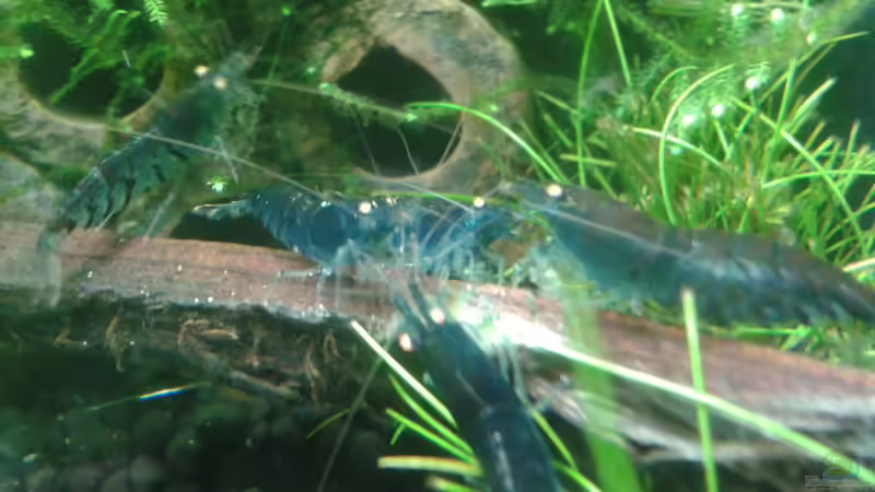 Futterplatz Anfang 06.2016 von Kai M (26)