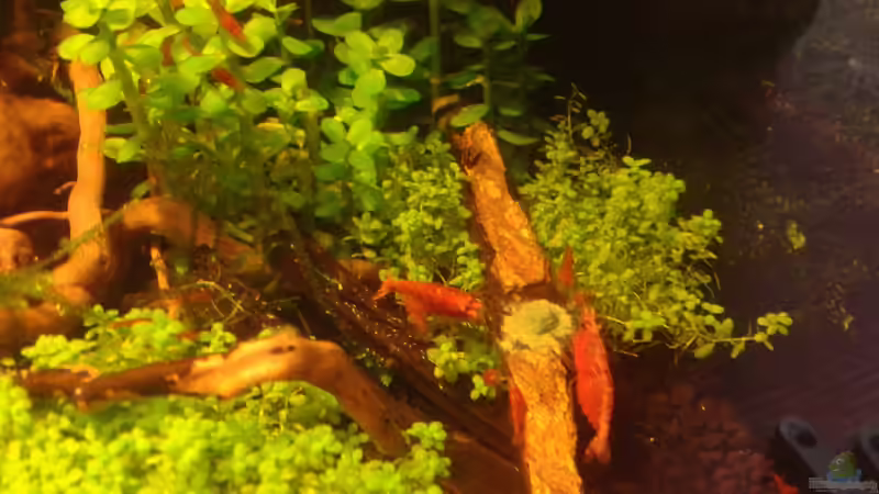 Futterplatz Anfang 06.2016 von Kai M (27)