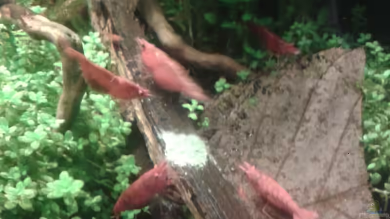 Futterplatz Mitte 05.2016 von Kai M (18)