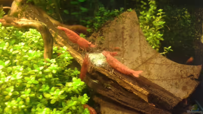 Futterplatz Mitte 05.2016 von Kai M (26)