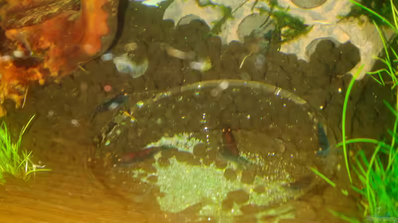 Futterschale in Betrieb von Kai M (14)