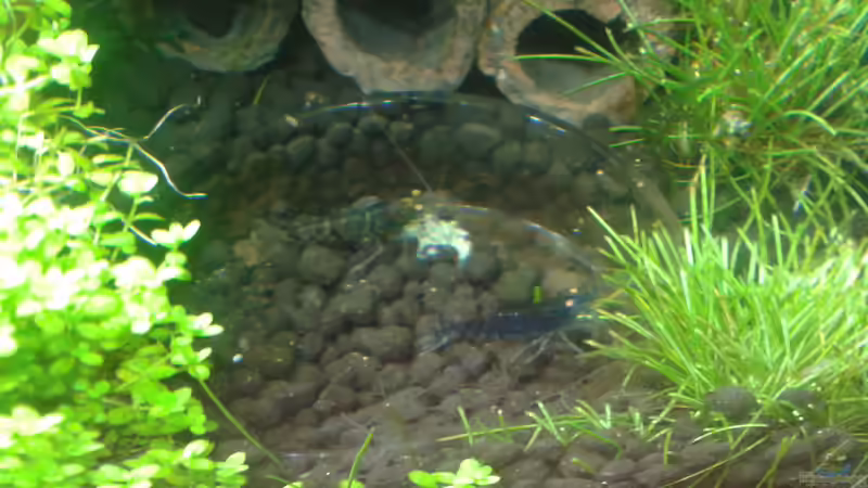 Futterschale Mitte 05.2016 von Kai M (16)