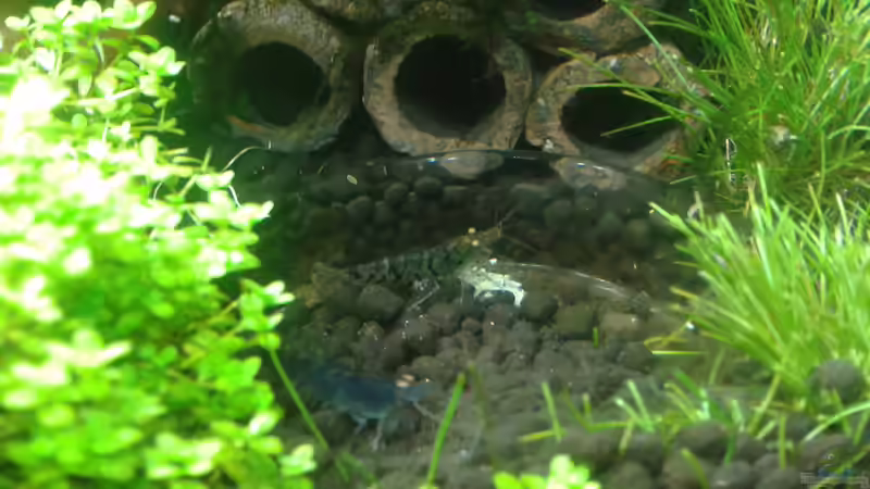 Futterschale Mitte 05.2016 von Kai M (17)